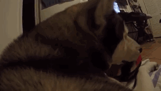 主人給二哈身上配了一個Gopro，才發現它的一天是這樣度過的…… 寵物 第8張