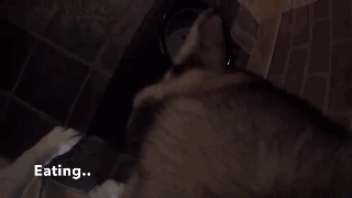 主人給二哈身上配了一個Gopro，才發現它的一天是這樣度過的…… 寵物 第3張