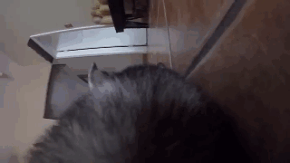 主人給二哈身上配了一個Gopro，才發現它的一天是這樣度過的…… 寵物 第5張