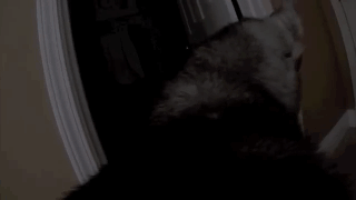 主人給二哈身上配了一個Gopro，才發現它的一天是這樣度過的…… 寵物 第4張