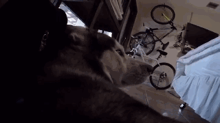 主人給二哈身上配了一個Gopro，才發現它的一天是這樣度過的…… 寵物 第10張