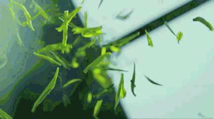 各种茶叶里，抗癌效果最好的是ta！