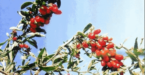 90后，已经拿一半工资来养生了