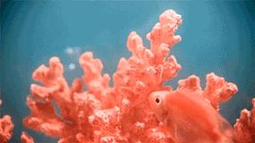 2019年度流行色珊瑚橙來啦！你打算先從這個流行趨勢下手嗎？ 時尚 第2張