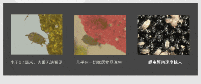 被子里的螨虫咬人吗_螨虫咬人后症状图片_怎么判断是螨虫咬的包