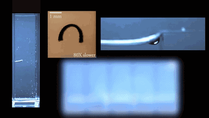 8.gif