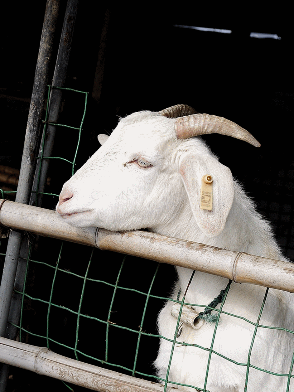 无意的转身,竟和俊俏的山羊对视上了,小眼神里透着丝幽怨,但又觉着