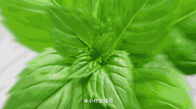 绿色镌像腐门圈图片
