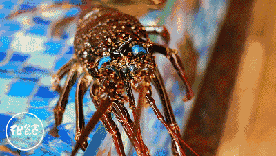 2017年上海口岸进口活海鲜高达8.1亿美元！(图2)