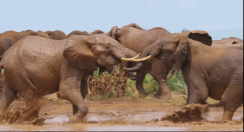 3,"大象迁徙"背后的残酷真相,我一眼都不忍再看 | 新西兰中文先驱网