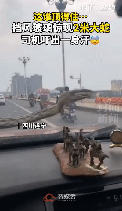 正开着车，挡风玻璃上惊现2米大蛇！太吓人了...（视频/图） - 1