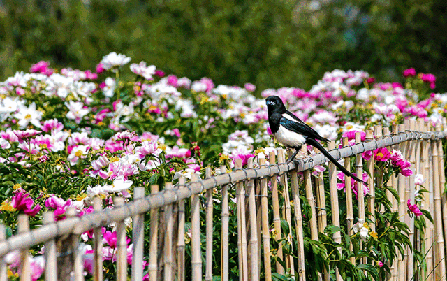 2023年五一小长假即将来临~呼和浩特旅游攻略来咯！