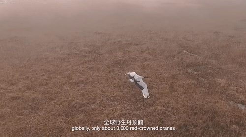 看了这个节目，才知道什么是“最美中国风”！