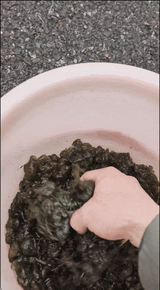 2.gif