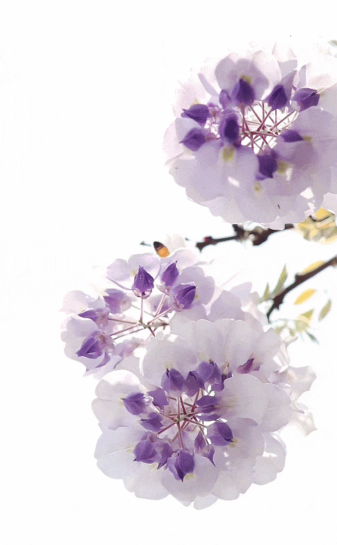 GIF 2026-4-16 10-22-39.gif