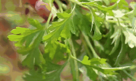 理疗热敷贴怎么贴这个东西是老寒腿克星！每天坚持能让腿脚年轻20岁！_https://www.jmylbn.com_新闻资讯_第24张