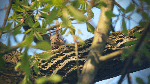 夏天的时候树影透过阳光落下来,坐在树下就可以乘凉