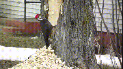 树木内心接近崩溃的哭诉：俺是不是遇上庸医了！？