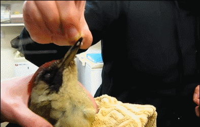 啄木鸟超长的舌头