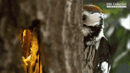 正在啄木抓虫的大斑啄木鸟