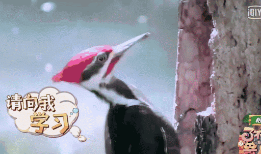 啄木鸟全身都是为凿木抓虫而设计的！