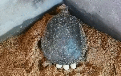 因甲鱼被叫做"王八"又称"鳖蛋",雌性甲鱼产下的卵,在南丰 nanfeng错过