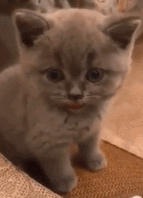 猫咪大型吐舌犯规现场!!!-微信头条网 猫咪大型吐舌犯规现场!!!