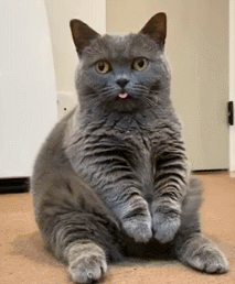猫咪大型吐舌犯规现场!!!-微信头条网 猫咪大型吐舌犯规现场!!!