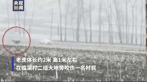 进村伤人的东北虎控制住了！现场视频曝光