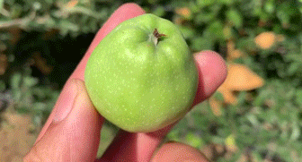 ������ƻ���������㻹û�Թ��ù��𽱵Ļƽ�ά��˹��