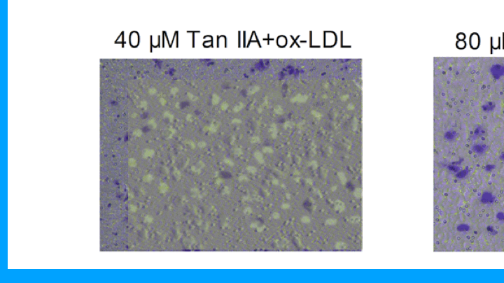 image-17419879688147777777