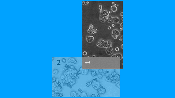 image-17447552268831111111111111