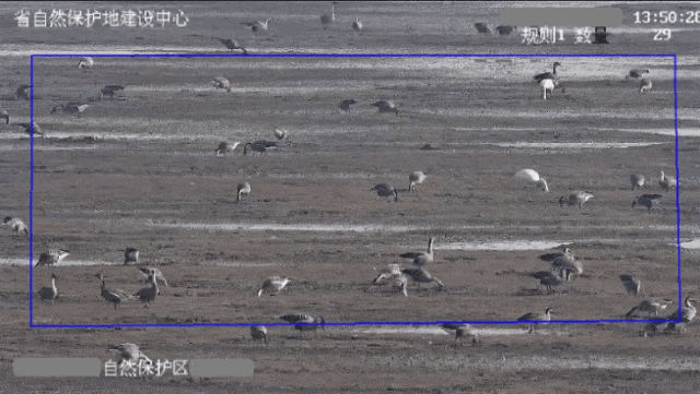 科技助力，守护多样之美 | 海康威视牵头《生物多样性监测信息化技术规范》发布