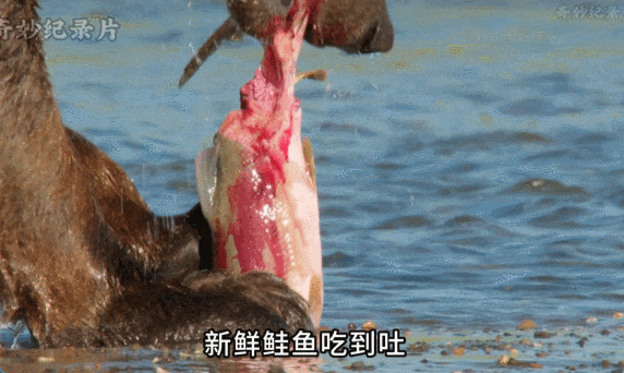 GIF 2026-10-16 15-48-34.gif