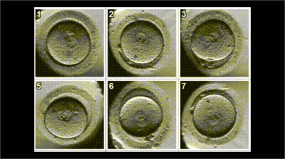 什么是婴儿培养箱开眼界！在这里胚胎宝宝生来就住上了“豪华单间”！_https://www.jmylbn.com_新闻资讯_第4张