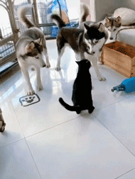 三只慫狗居然打不過一只貓咪，真是沒見過慫成這樣的狗子！ 寵物 第7張