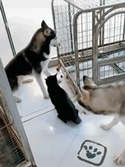 三只慫狗居然打不過一只貓咪，真是沒見過慫成這樣的狗子！ 寵物 第9張