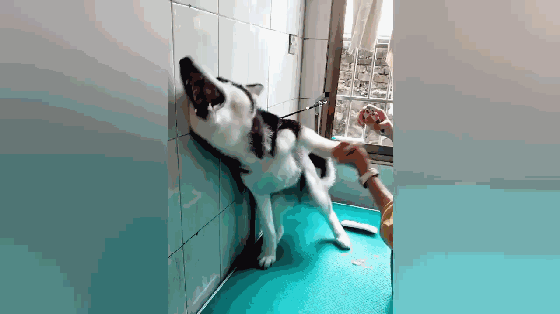 主人给二哈剪指甲,二哈以为要打针吓得鬼哭狼嚎,跟上刑场一样!