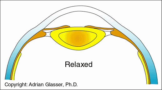 睫状肌顶端的向前移动降低了悬韧带纤维的张力,因此对晶状体囊膜向外