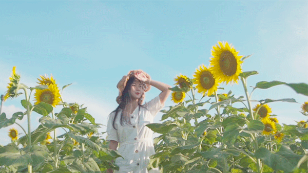 免费 西湖湿地向日葵花开成海 承包你的整个夏天 铜陵西湖湿地风景区