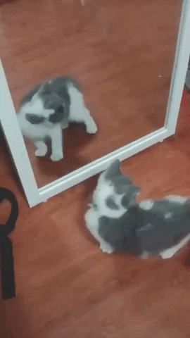 对镜狂舞时，你家猫猫认识镜中的自己吗？