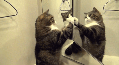 对镜狂舞时，你家猫猫认识镜中的自己吗？