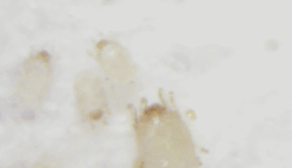 你的枕芯多久沒換了？別為了省錢反傷了健康！ 健康 第3張