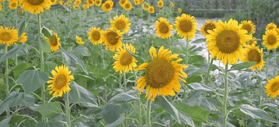 DSC_9584[00_00_05--00_00_25].gif