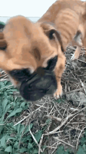 寵物店倒閉，遺棄上百隻貓狗在救助站！貓狗生病甚至倒下 寵物 第11張