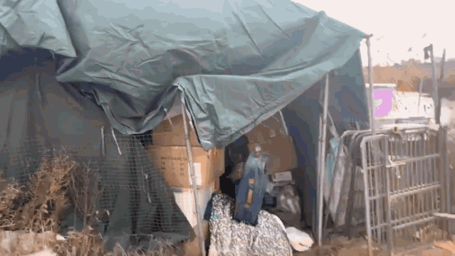 寵物店倒閉，遺棄上百隻貓狗在救助站！貓狗生病甚至倒下 寵物 第8張