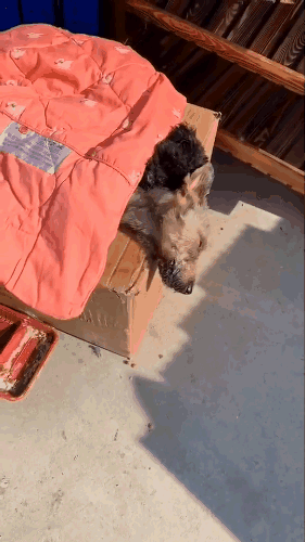 寵物店倒閉，遺棄上百隻貓狗在救助站！貓狗生病甚至倒下 寵物 第6張