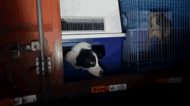 寵物店倒閉，遺棄上百隻貓狗在救助站！貓狗生病甚至倒下 寵物 第5張