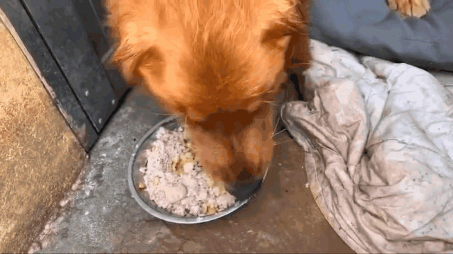 寵物店倒閉，遺棄上百隻貓狗在救助站！貓狗生病甚至倒下 寵物 第14張