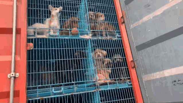 寵物店倒閉，遺棄上百隻貓狗在救助站！貓狗生病甚至倒下 寵物 第2張